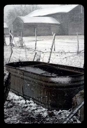 Horse Trough, 1976